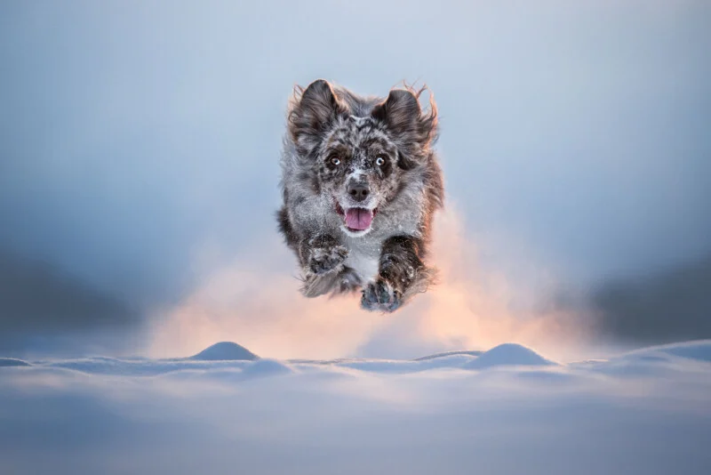 A merle Australian Shepherd leaps through deep snow with its mouth open and ears perked.