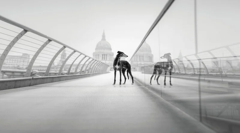 A greyhound stands on a pedestrian bridge with a glass railing, reflecting its image, with a large domed building in the distance.