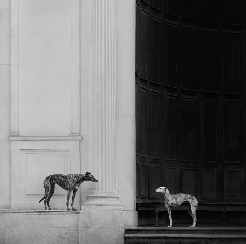 Two greyhounds stand facing each other on the steps of a building with a large white column and a dark wooden door.