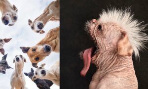 18 Schattige Winnaars van de Hondenfotografieprijzen