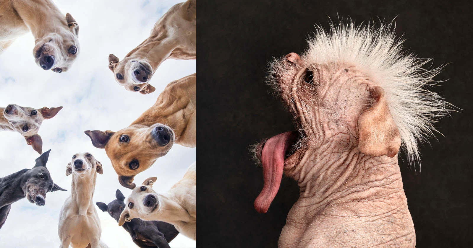 18 Schattige Winnaars van de Hondenfotografieprijzen