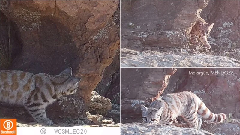 A collage of three trail camera photos showing a small, spotted wild cat with a striped tail moving among rocky terrain in Malargüe, Mendoza.