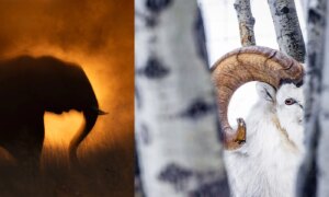 De magie van mysterie: waarom natuurbeelden meer vragen oproepen dan antwoorden geven