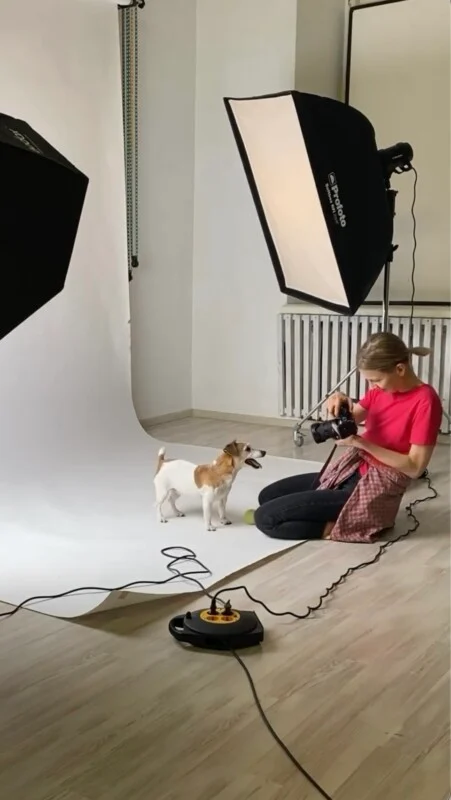 A woman in a red shirt kneels on a white studio backdrop, photographing a small Jack Russell Terrier with a tennis ball nearby, surrounded by professional lighting equipment.
