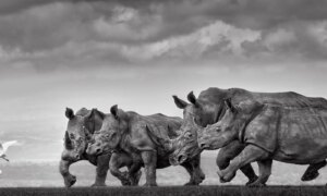 10 winnaars van de Epson Internationale Pano Awards