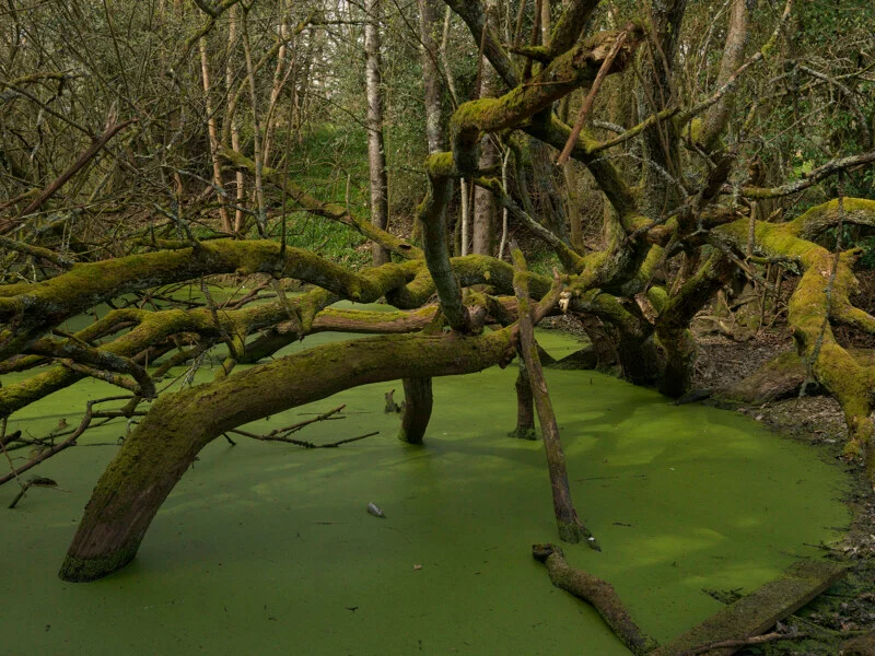 A moss-covered tree leans over a stagnant pond covered in a thick layer of bright green duckweed.