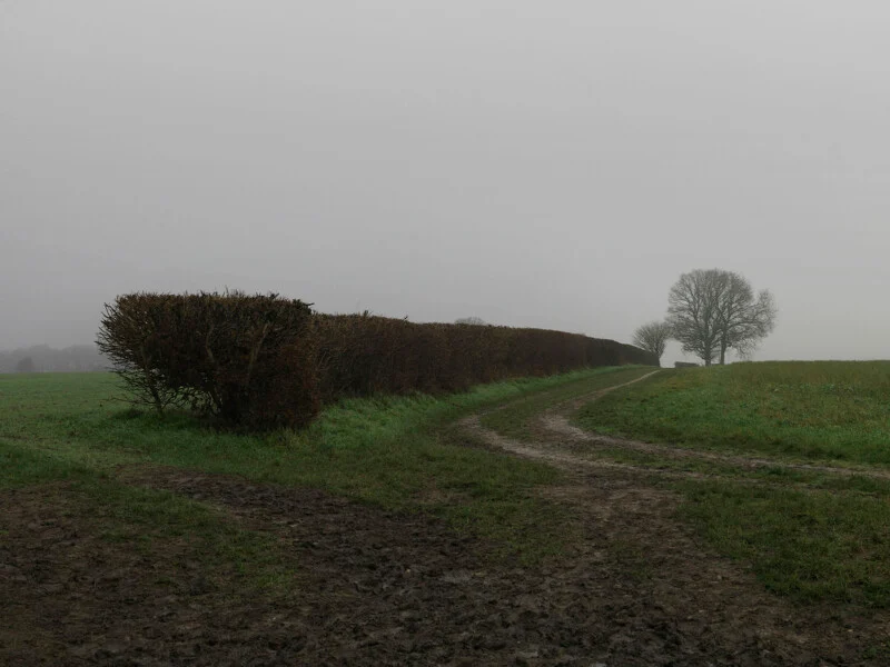 A muddy dirt path curves through a grassy field past a long, trimmed hedge toward a pair of bare trees under a gray, foggy sky.