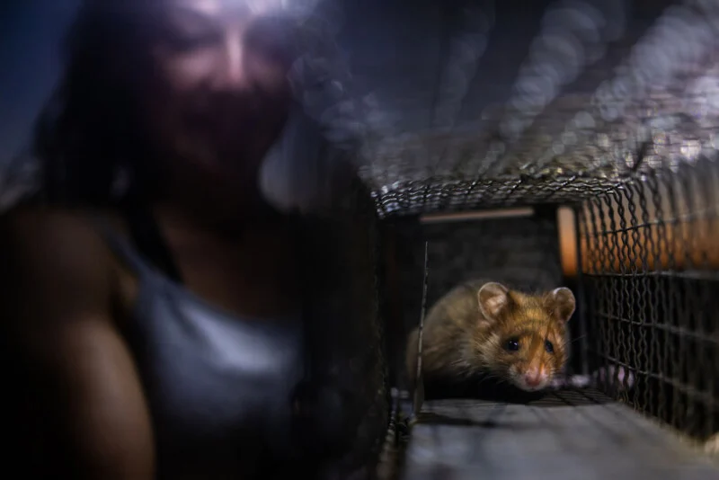 A small, brown rodent sits inside a wire cage trap, with a blurred person visible in the background.