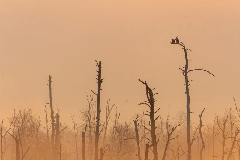 Two birds perch on the top of a tall, leafless tree amidst a forest of dead trees shrouded in thick, golden-orange morning mist.