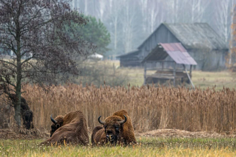 Two European bison rest in a field of dry grass in front of a rustic wooden barn and a foggy forest.