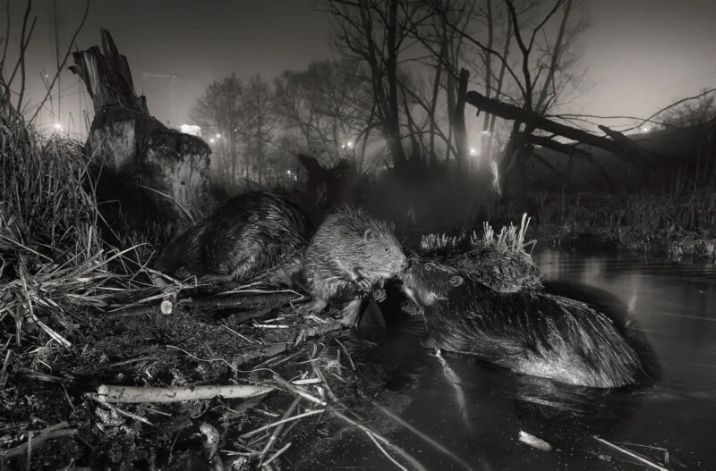 Three beavers interact near the edge of a dark, misty pond at night, with one standing on the bank and two in the water.