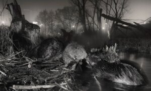 Prijswinnende foto van bevers die in de stad wonen viert de kracht van de wilde dieren