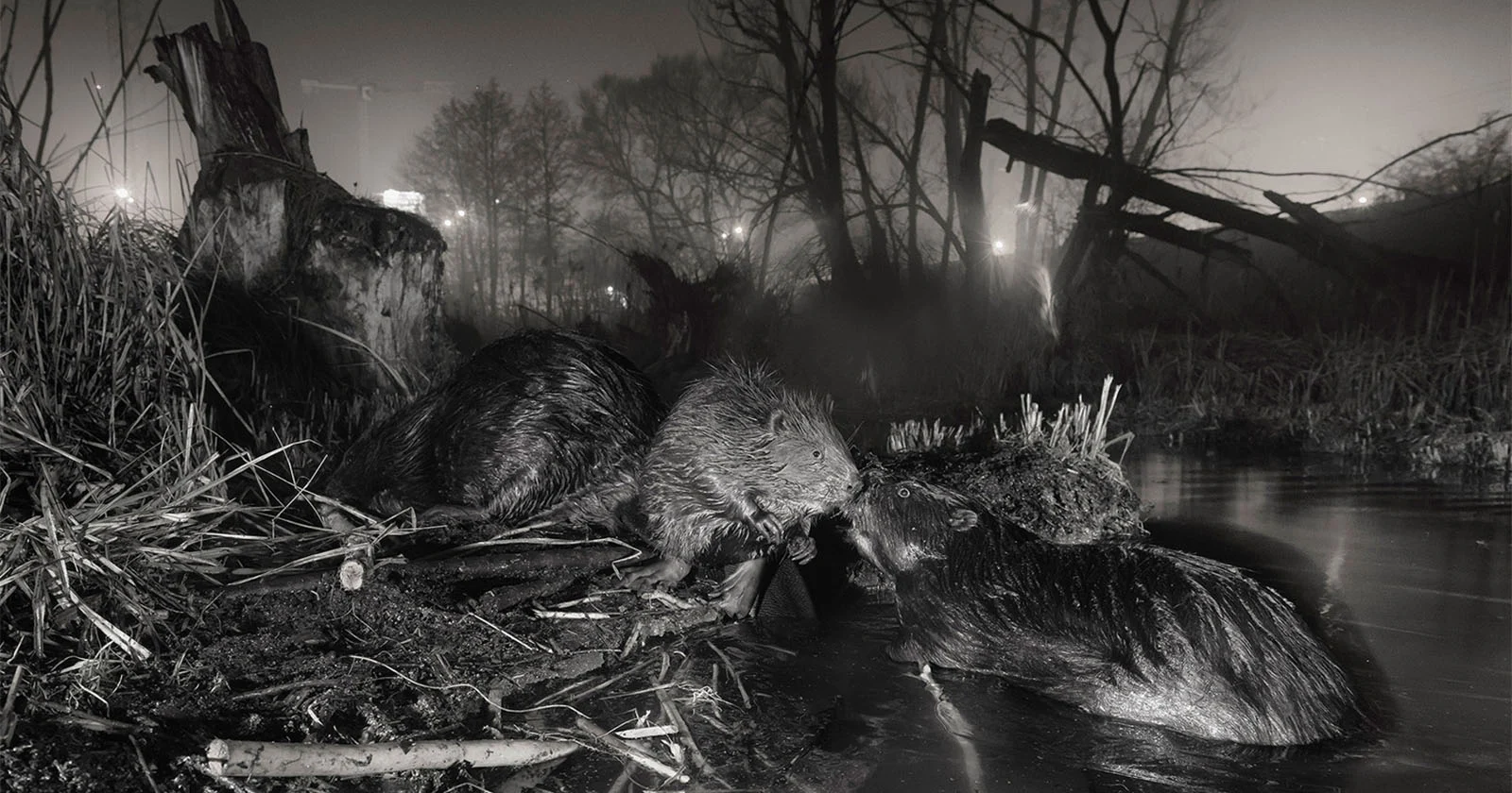 Prijswinnende foto van bevers die in de stad wonen viert de kracht van de wilde dieren