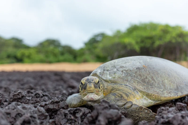 A sea turtle rests on a bed of dark, porous volcanic rock with a blurred background of green trees and a sandy shore.