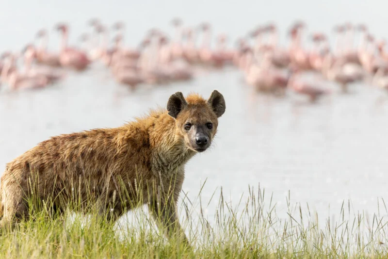 A spotted hyena stands in tall grass, looking toward the camera with a blurred flock of flamingos in the background.