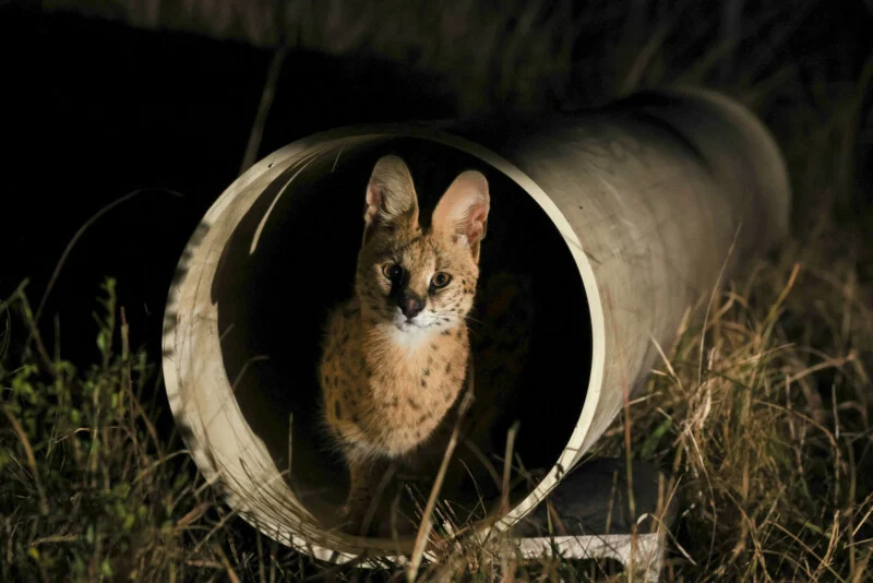 A serval with large, upright ears and a spotted coat stands inside a large, cylindrical pipe at night.