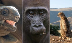 Nat Geo’s ‘Afrika’ docu: zes wereldprimeurs en 300 dagen opnames in 33 landen