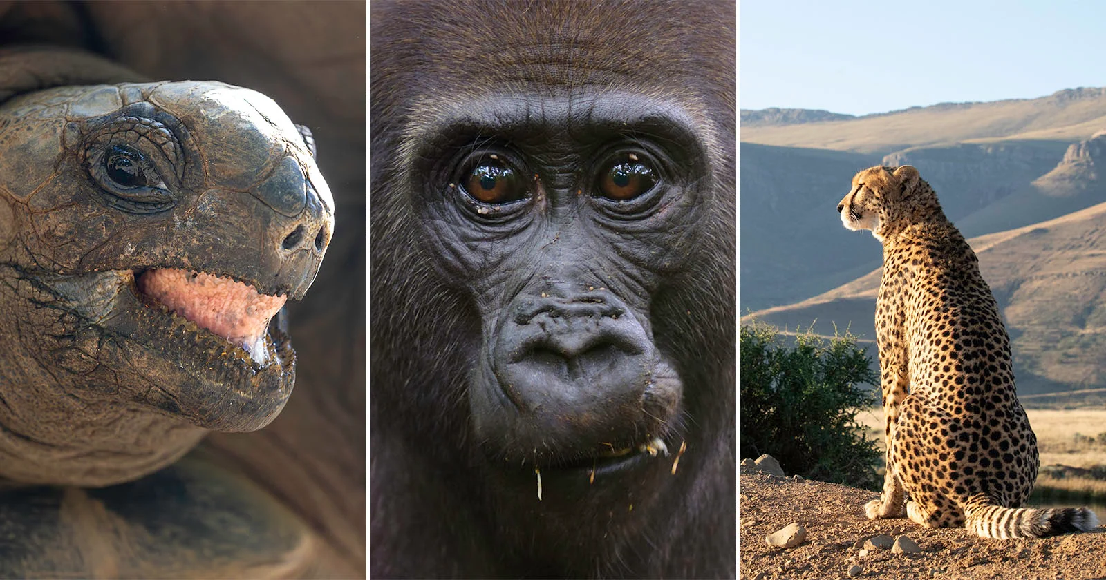 Nat Geo's 'Afrika' docu: zes wereldprimeurs en 300 dagen opnames in 33 landen