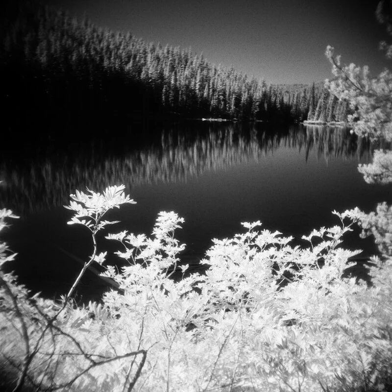 A high-contrast, black-and-white infrared landscape showing bright white foliage in the foreground overlooking a dark, reflective lake and a dense forest.