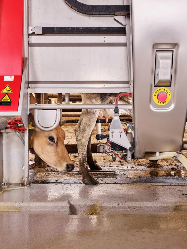 A cow stands inside an automated milking system with a robotic arm positioned near its udder.