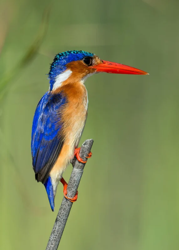 A Malachite Kingfisher with bright blue plumage, a chestnut-colored chest, and a long red beak perched on a thin, grey twig.
