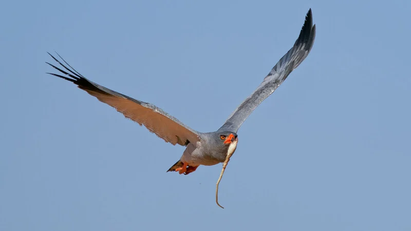 A grey bird of prey with bright orange eyes and a red beak flies against a clear blue sky, carrying a long, thin snake in its talons.