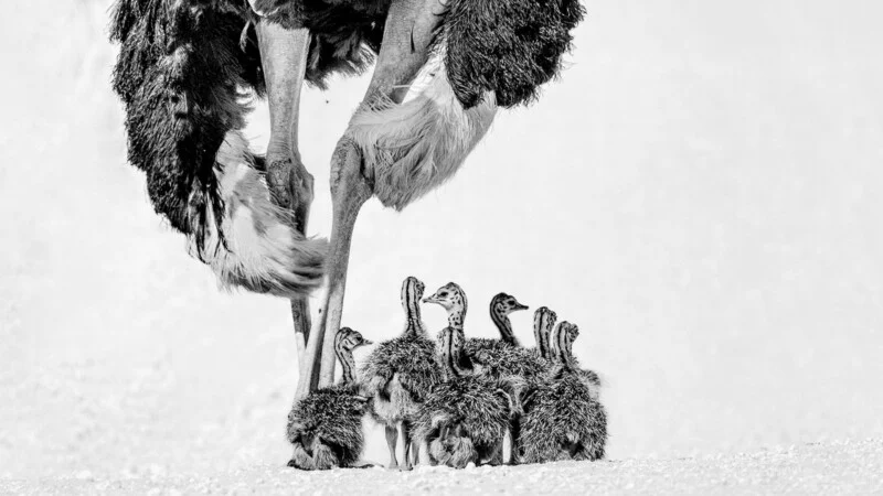 A group of ostrich chicks huddles together beneath the legs of an adult ostrich against a bright, light-colored background.