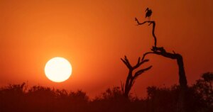 Van Vastleggen tot Creatie: De Evolutie van Competitieve Natuurfotografie