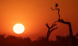 Van Vastleggen tot Creatie: De Evolutie van Competitieve Natuurfotografie