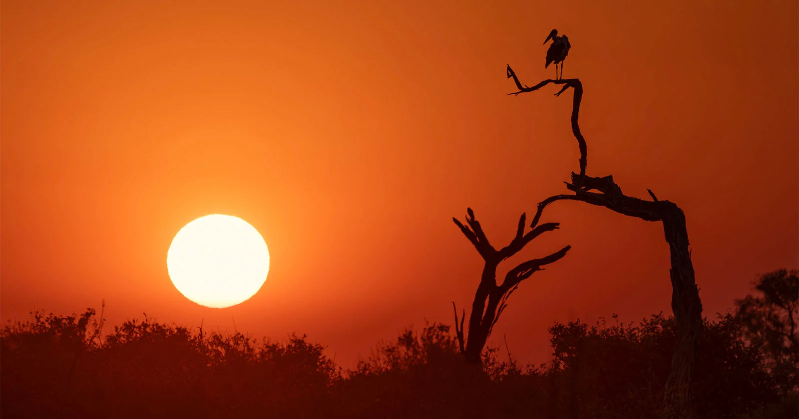 Van Vastleggen tot Creatie: De Evolutie van Competitieve Natuurfotografie