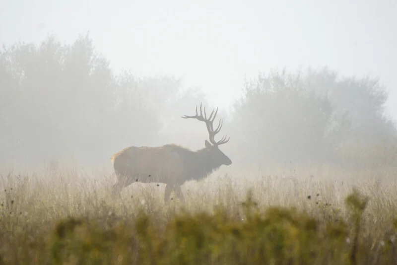 A large elk with antlers stands in a foggy field surrounded by tall grass and blurred trees in the background.