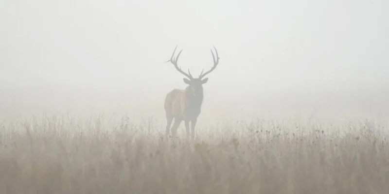 A stag with large antlers stands in a foggy field, partially obscured by mist and tall grass.