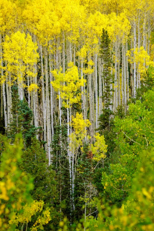 A dense forest of tall aspen trees with white bark and vibrant yellow leaves rises above green pine trees, creating a striking contrast in colors.