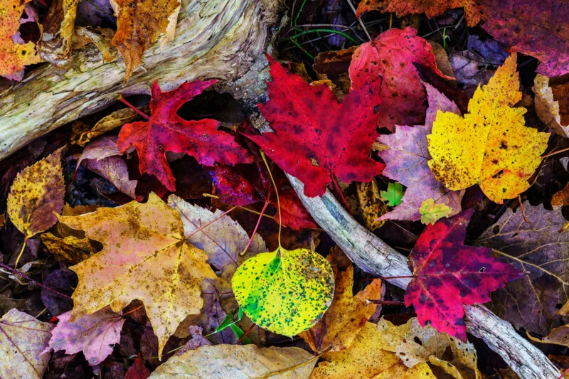 A variety of colorful autumn leaves in shades of red, yellow, green, and brown are scattered on the ground, surrounding weathered pieces of wood.