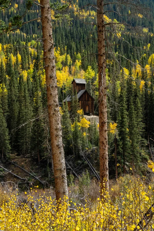 A rustic wooden mining structure sits nestled among a dense forest of evergreen and golden autumn aspen trees, framed by two large pine trunks in the foreground.