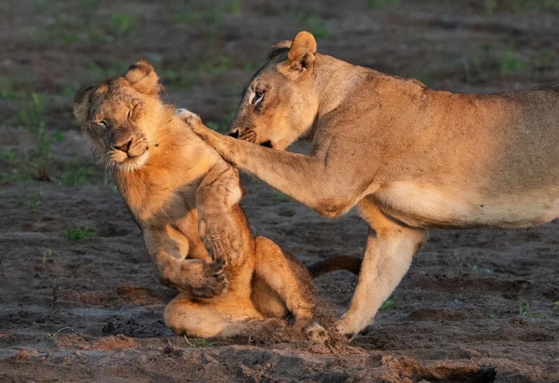 An adult lioness gently nudges a young lion cub with her paw while the cub sits on the sandy ground with its eyes closed.