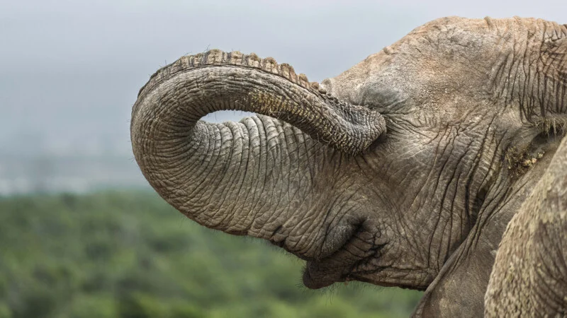 A close-up profile view of an elephant with its trunk curled upward against its forehead, set against a blurred green landscape.