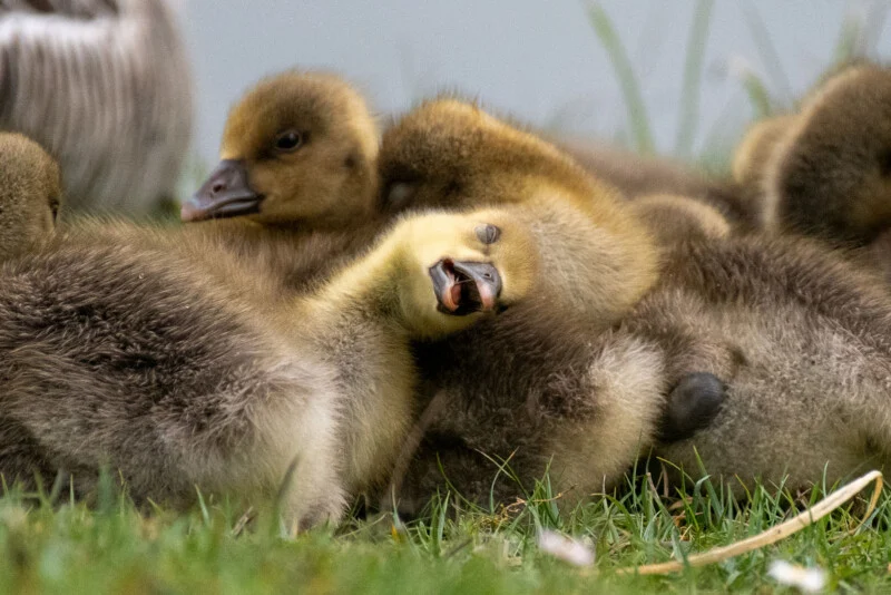 A group of fluffy goslings huddle together in the grass, with one gosling in the center resting with its beak open.