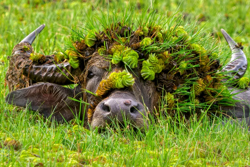 A water buffalo rests in a grassy field, its head and horns covered in aquatic plants and mud.