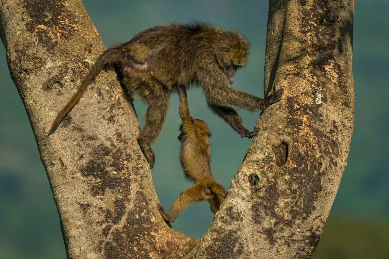 A baboon mother climbs a tree while holding her infant by one arm as it dangles below her.