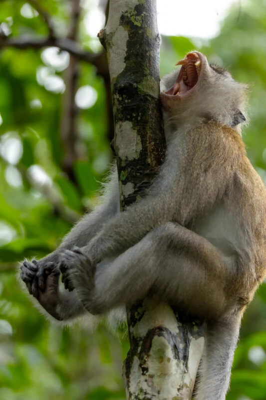 A long-tailed macaque sits on a tree trunk with its mouth wide open in a yawn, showing its teeth.