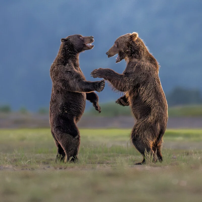 Two brown bears stand on their hind legs facing each other in a grassy field, appearing to spar or play.