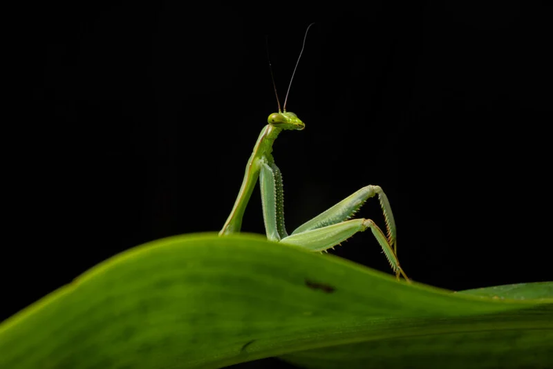 A green praying mantis stands on a large, smooth leaf against a solid black background.