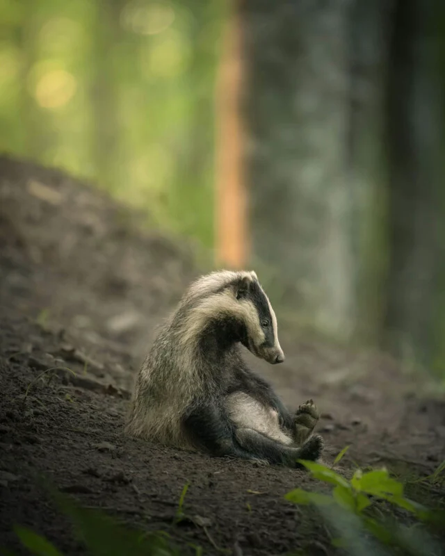 A European badger sits upright on a dirt slope in a forest, looking down toward its raised hind foot.