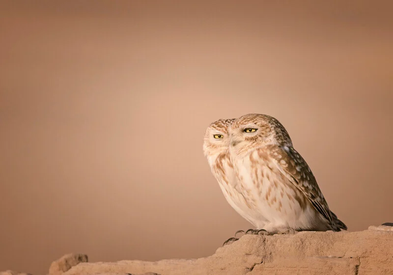 Two little owls stand side-by-side on a rocky ledge against a plain, light brown background.
