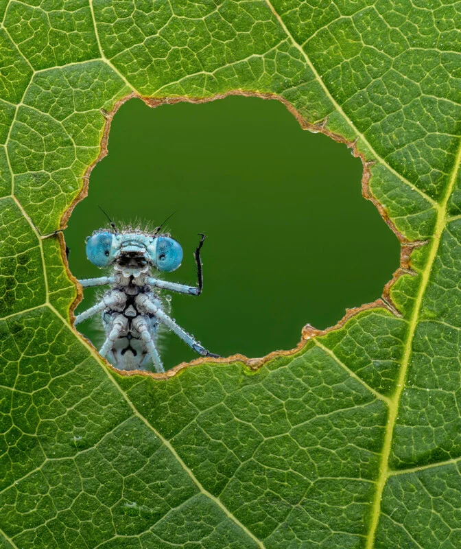 A bright blue damselfly with dew-covered eyes and body peeks through a circular hole in a green leaf.