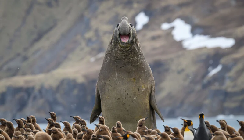 A large elephant seal with its mouth open stands prominently behind a dense group of brown penguin chicks and a few adult king penguins.
