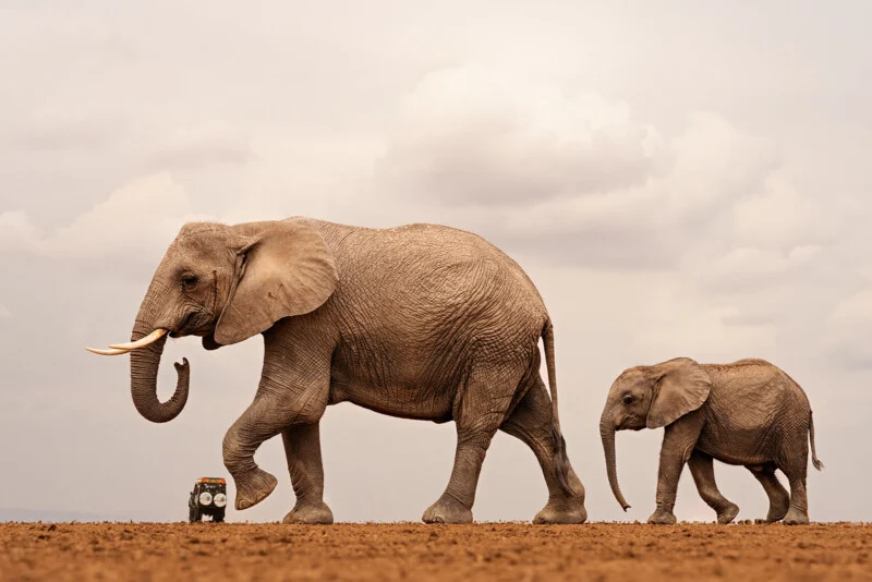 An adult elephant and a calf walk across a dry, flat landscape, with a small safari vehicle visible in the distance behind them.