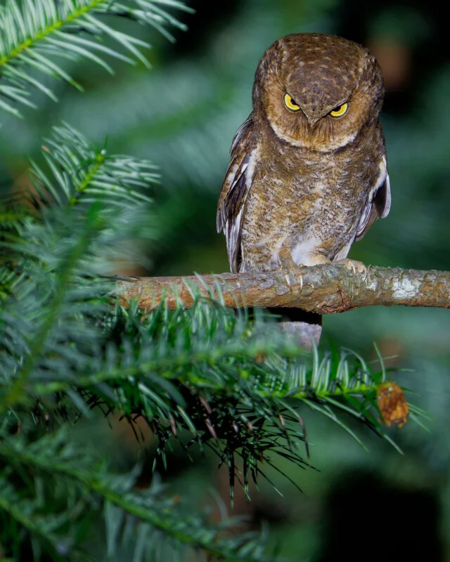 A brown owl with bright yellow eyes perches on a tree branch surrounded by green pine needles.