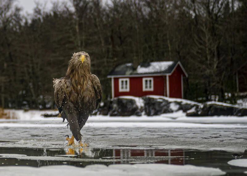 A white-tailed eagle walks across a partially frozen lake, with a small red cabin in the background.